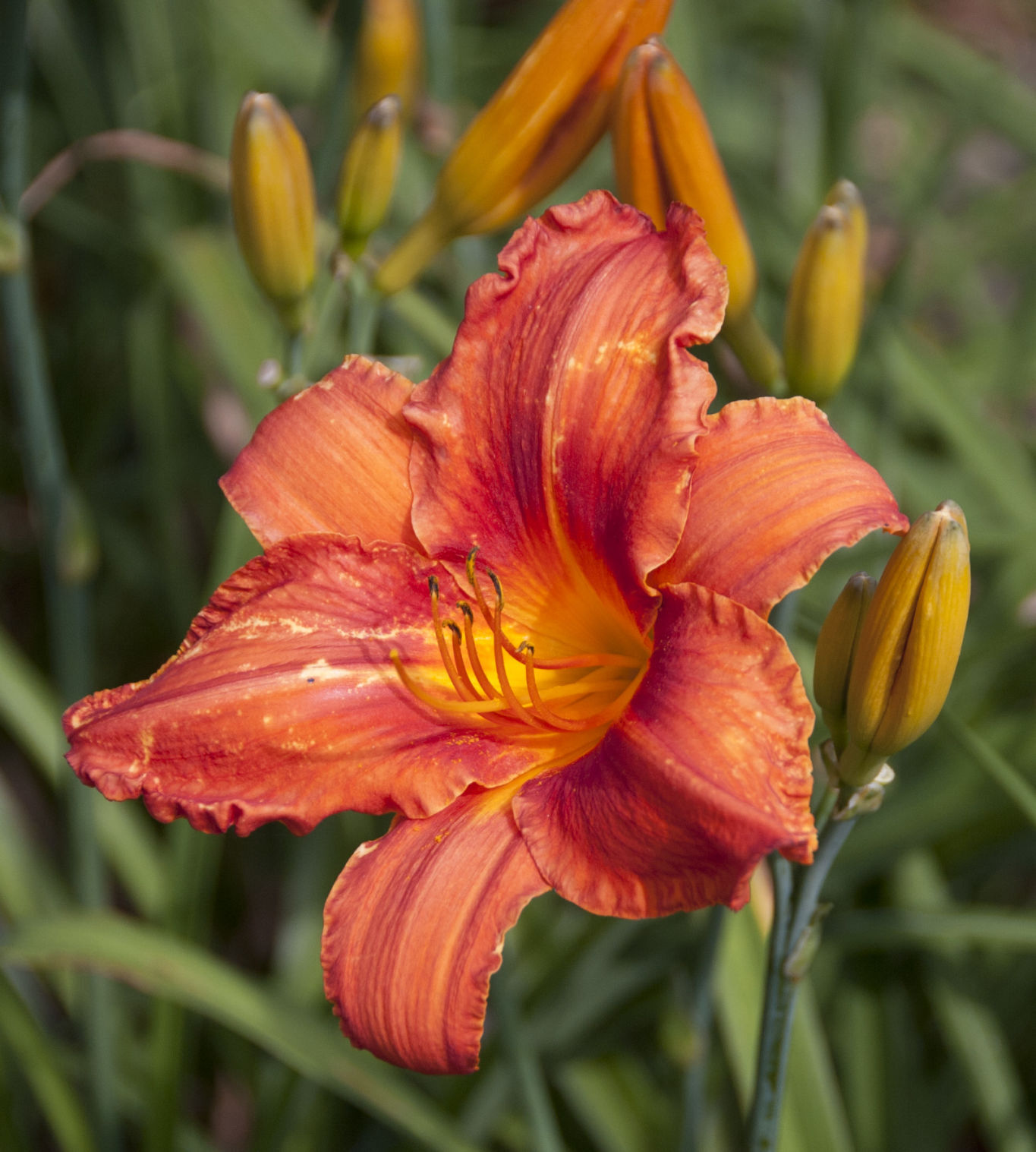 Davis Boxwood & Daylily Nursery